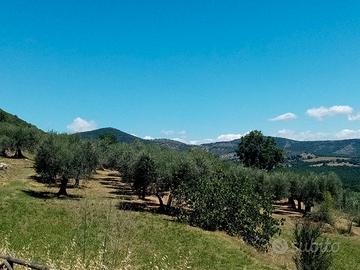 Uliveto a Mongiovino di Panicale