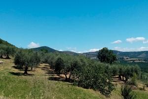 Uliveto a Mongiovino di Panicale