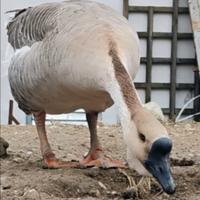 Oca maschio cignoide adulto