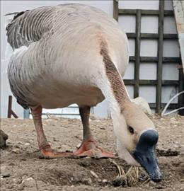 Oca maschio cignoide adulto