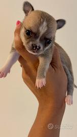 Cucciola di Chihuahua fulvo carbonato pedigree