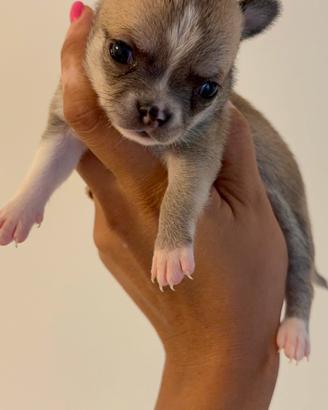 Cucciola di Chihuahua fulvo carbonato pedigree