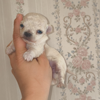 Mini Toy chihuahua femminuccia bianca pelo lungo