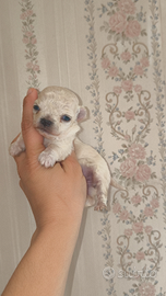 Mini Toy chihuahua femminuccia bianca pelo lungo