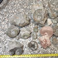 Ammoniti Fossilk