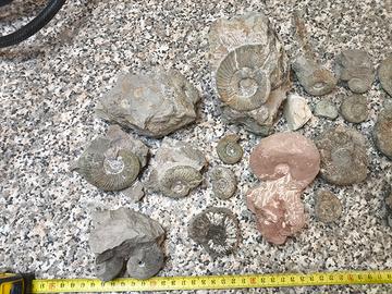 Ammoniti Fossilk