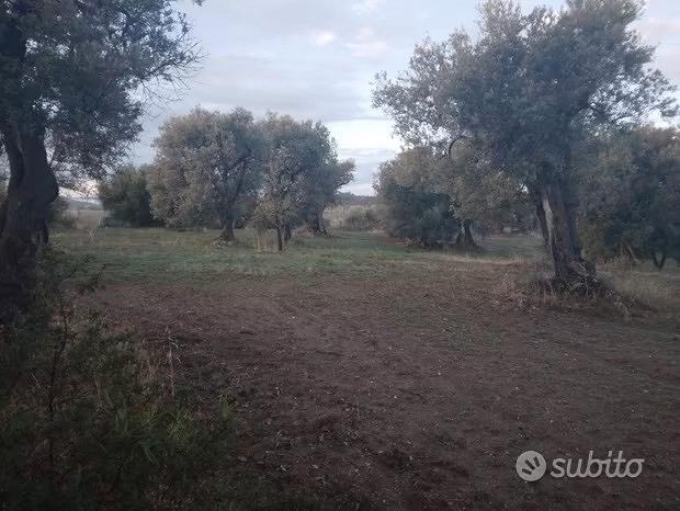 Terreno agricolo - Vista 2
