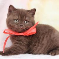 BRITISH SHORT HAIR CUCCIOLI BROWN TABBY rate da 12
