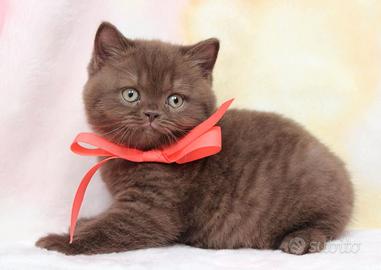 BRITISH SHORT HAIR CUCCIOLI BROWN TABBY rate da 12