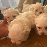 Cuccioli maltese
