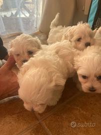 Cuccioli maltese