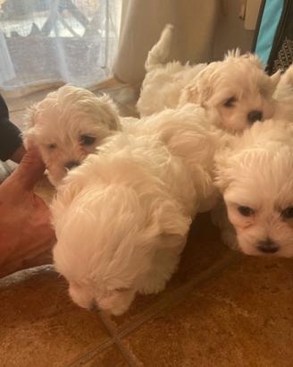 Cuccioli maltese