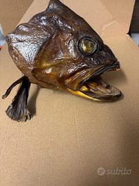 testa di pesce imbalsamata trota rare trofeo unico