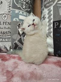 Principessa scozzese