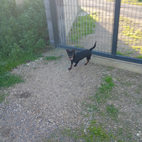 Cucciolo di pincher