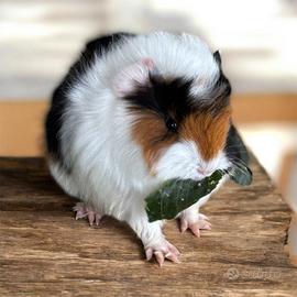 Mini Porcellino d india