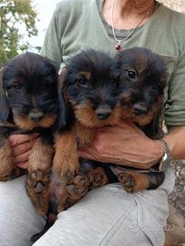 Cuccioli di Bassotto