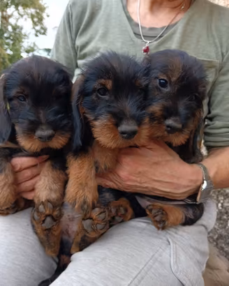 Cuccioli di Bassotto