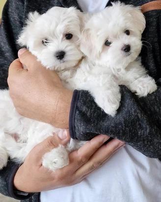 Maltese toy