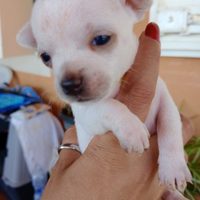 Cuccccioli chihuahua