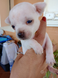 Cuccccioli chihuahua