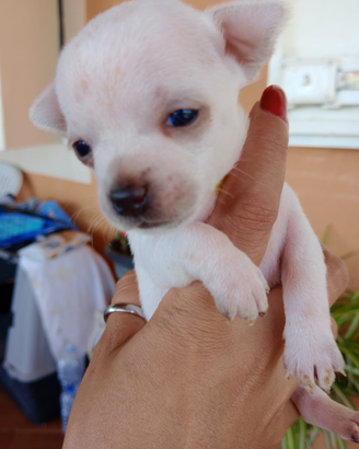 Cuccccioli chihuahua