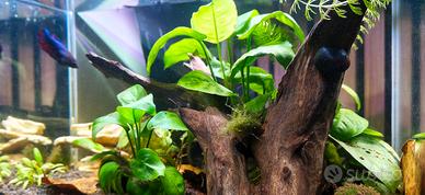acquario betta