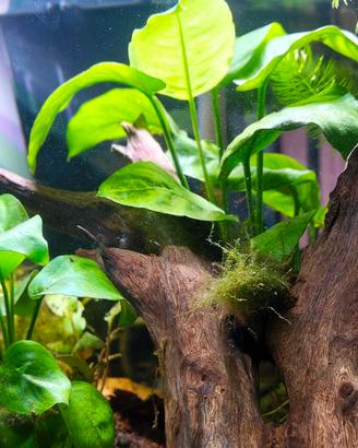 acquario betta