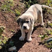 Cuccioli pastore dell asia