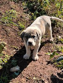 Cuccioli pastore dell asia