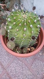 Piante cactus