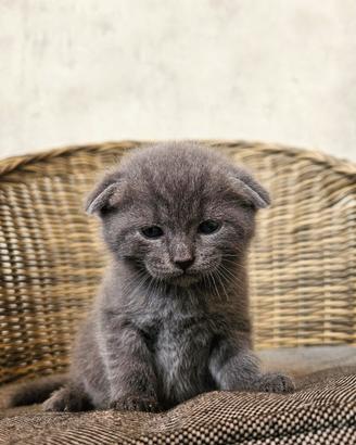 Gattini scottish fold blu e bianchi