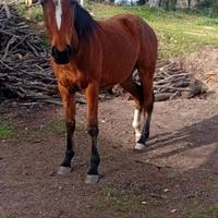 Puledra 3 anni da domare