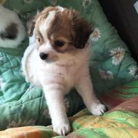 Chihuahua maschio pedigree