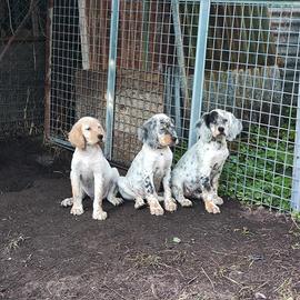Cuccioli setter inglese