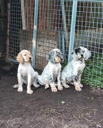 Cuccioli setter inglese