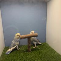 Inseparabili novelli