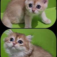 Meravigliosi cuccioli di golden british Shorthair