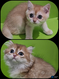Meravigliosi cuccioli di golden british Shorthair