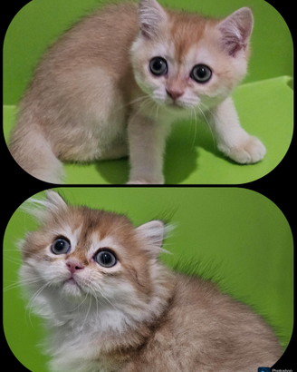 Meravigliosi cuccioli di golden british Shorthair