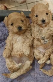 Maltipoo toy red