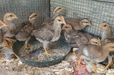 Pulcini maschi livornese collo dorato