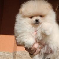 Spitz di pomerania nano pedigree Enci