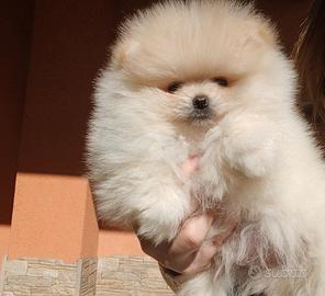 Spitz di pomerania nano pedigree Enci