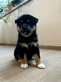 Cuccioli Shiba Inu Neri Focati con Pedigree Enci