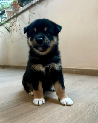 Cuccioli Shiba Inu Neri Focati con Pedigree Enci