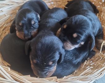 Cuccioli di bassotto nano