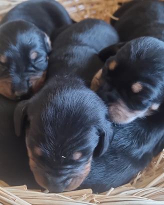 Cuccioli di bassotto nano