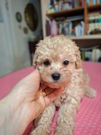 Cuccioli di barboncino