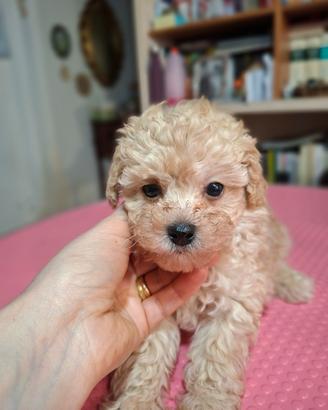 Cuccioli di barboncino